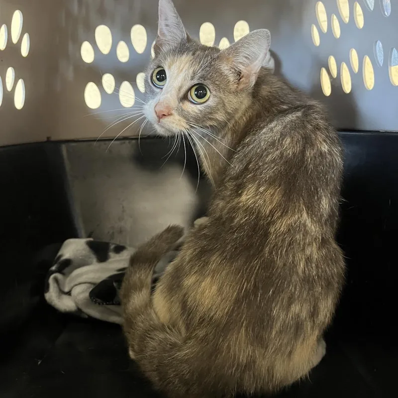An adult medium-sized female Gray / Blue / Silver Domestic Short Hair cat named Ciroc for adoption in Mount Gilead, NC