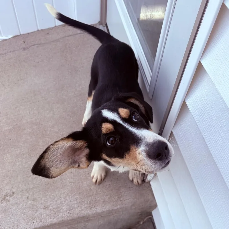 A baby medium-sized male Hound dog named Bam Bam for adoption in Fenton, MI