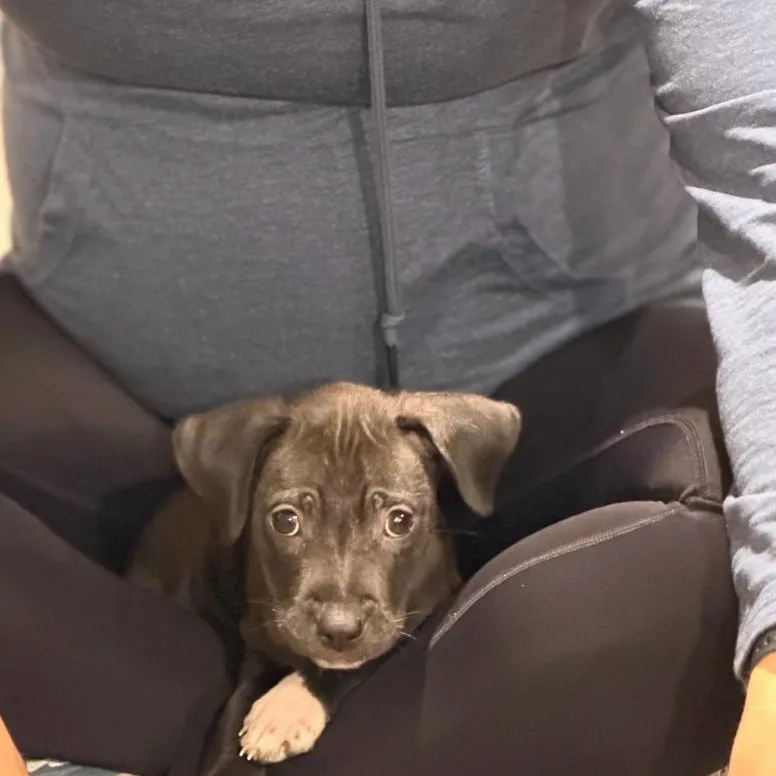 A baby medium-sized male Black Labrador Retriever dog named Mene Oh SOOO for adoption in Carolina, PR
