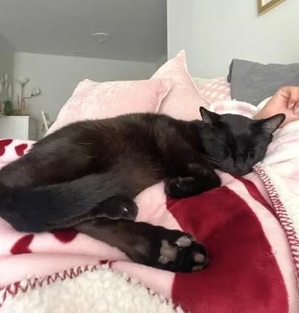 A senior medium-sized male Domestic Short Hair cat named Chaka for adoption in Washington, DC