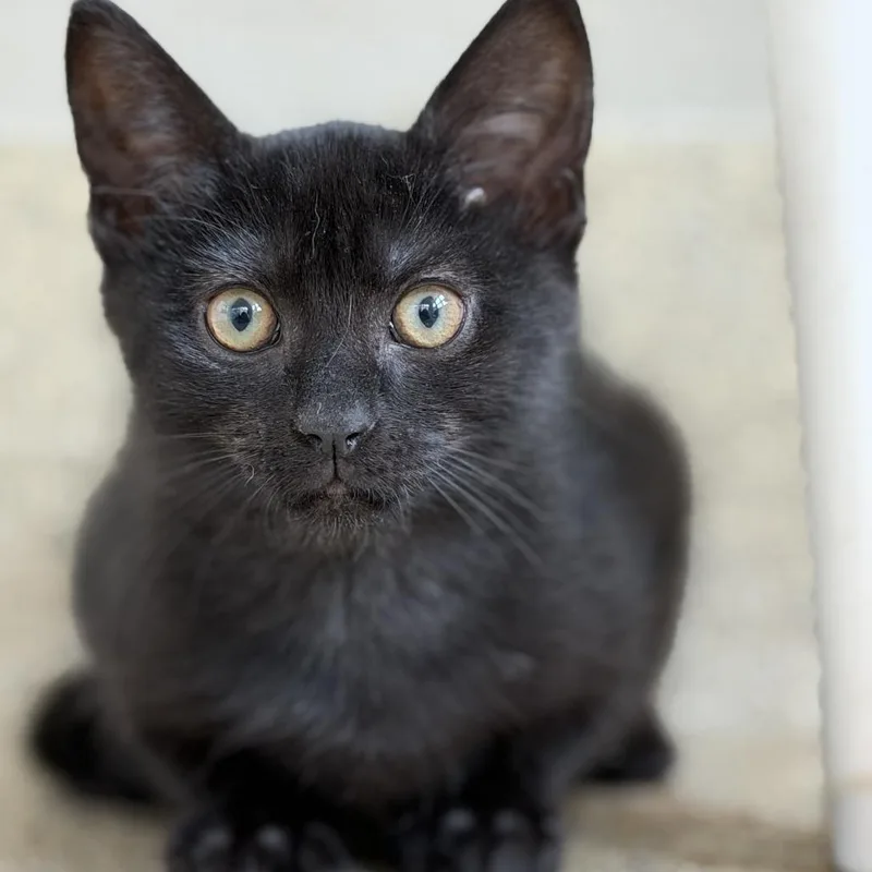 A baby small-sized male Black Domestic Short Hair cat named Spf for adoption in Gloucester, VA