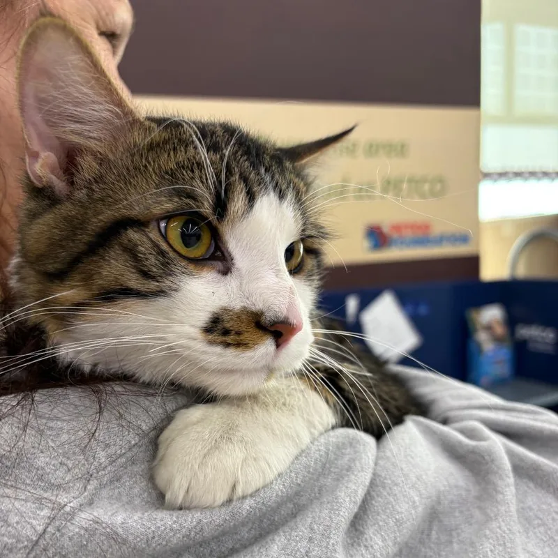 White Chocolate thumbnail 2