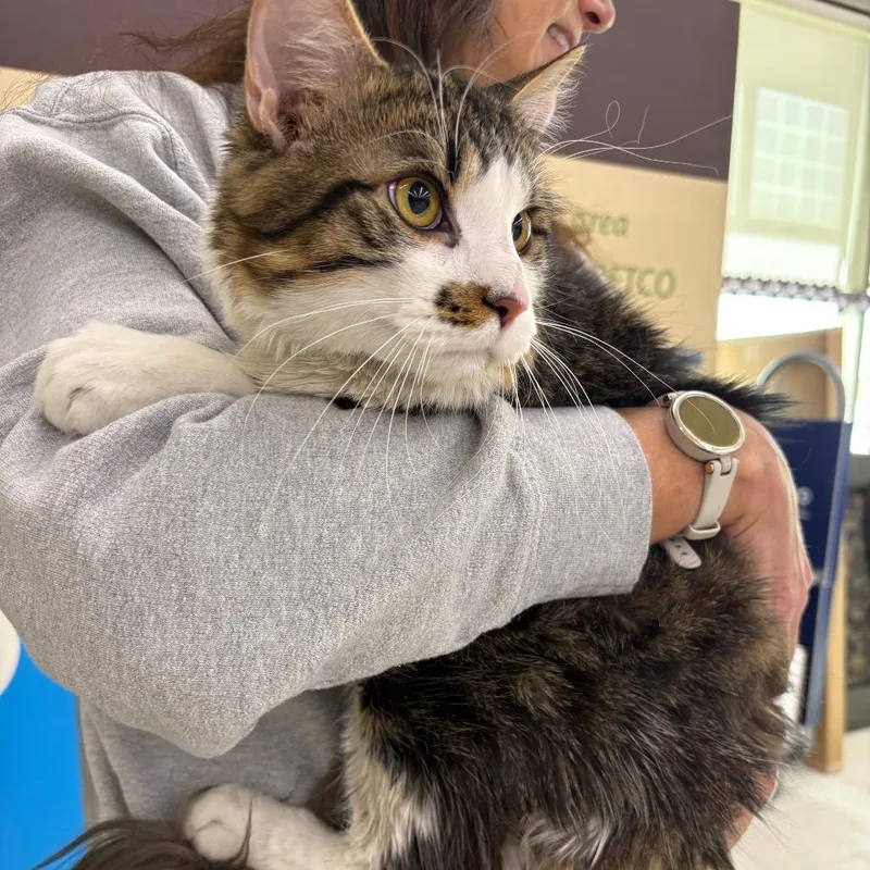 White Chocolate thumbnail 3