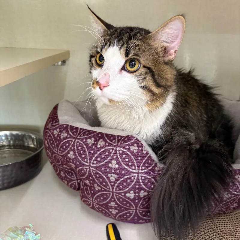 White Chocolate thumbnail 4