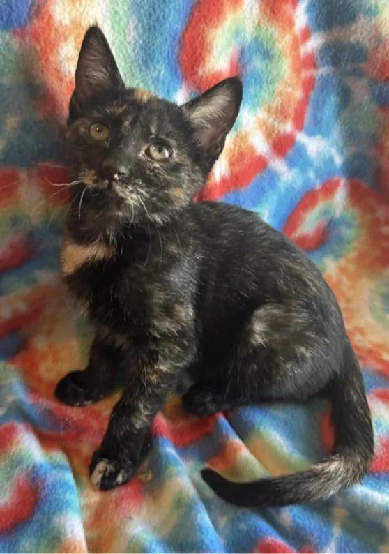 A young medium-sized female Domestic Short Hair cat named Maple for adoption in Salt Lake City, UT