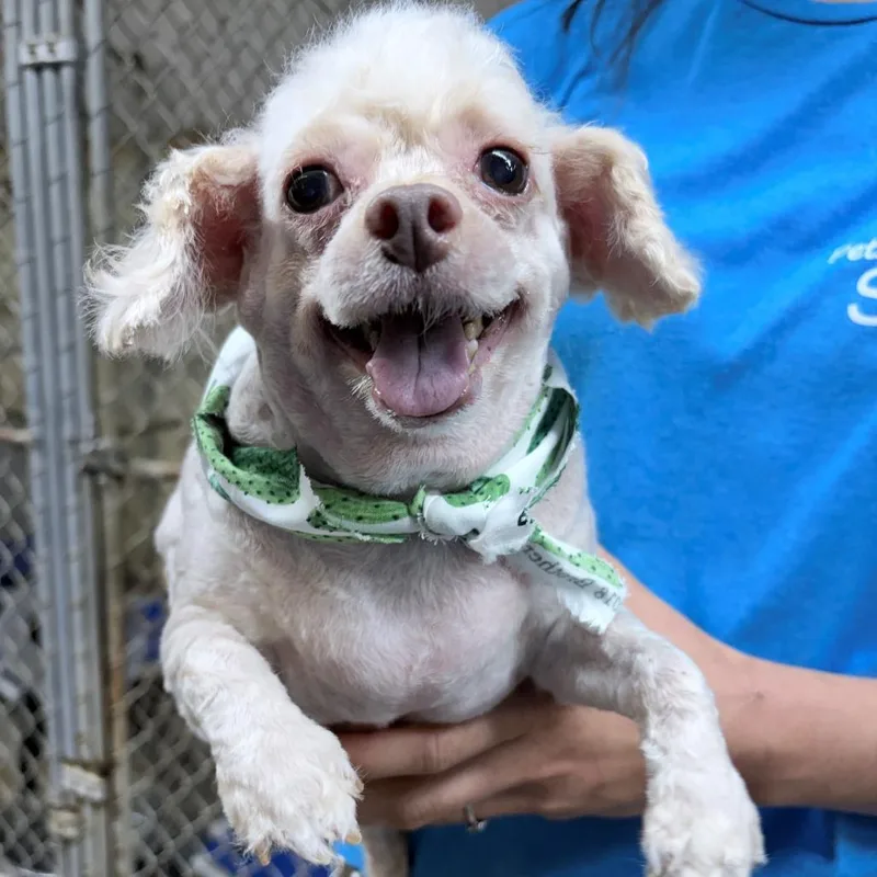 A senior small-sized male Poodle (Toy) dog named Rusty for adoption in Tyler, TX