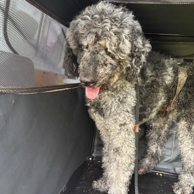An adult medium-sized male Poodle dog named Prescott for adoption in Tampa, FL