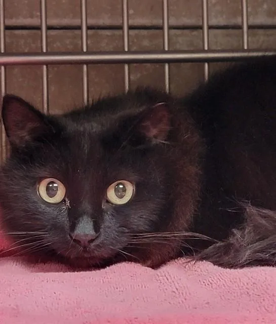 An adult medium-sized female Domestic Short Hair cat named Storm for adoption in Downey, CA