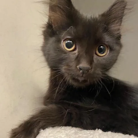 A baby small-sized female Black Domestic Long Hair cat named Peppermint for adoption in Dayton, OH