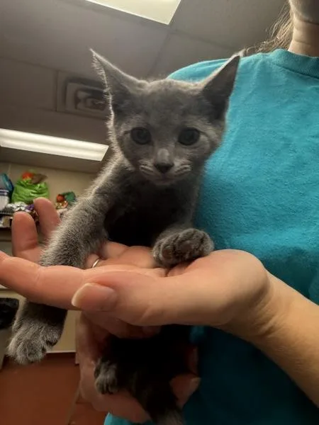 A baby small-sized female Domestic Short Hair cat named Ugg for adoption in Salisbury, MD
