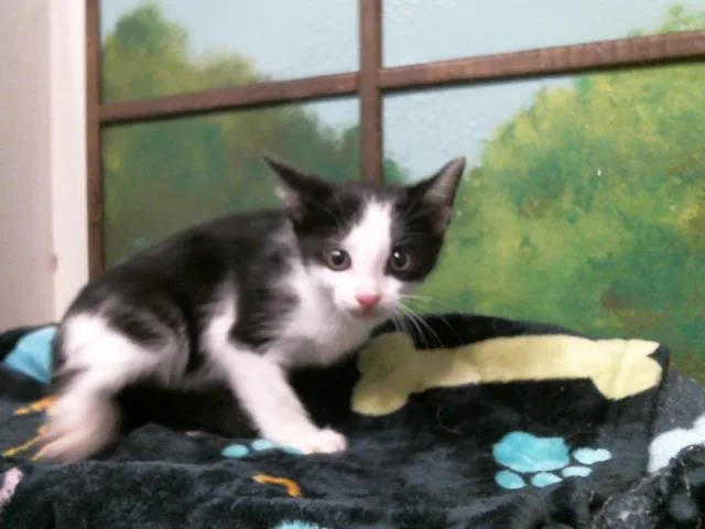 A baby small-sized female Domestic Short Hair cat named Chili for adoption in Houston, TX