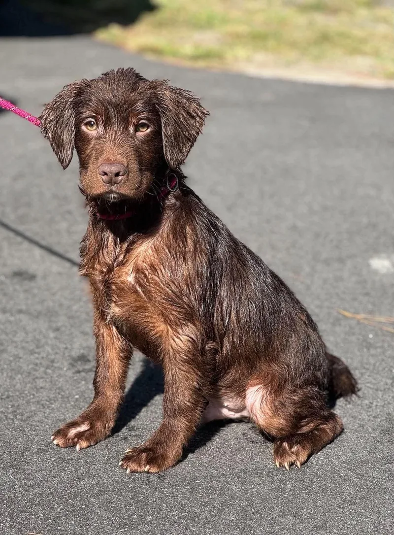A young large-sized male Chocolate Labrador Retriever dog named Donnie for adoption in Sumter, SC