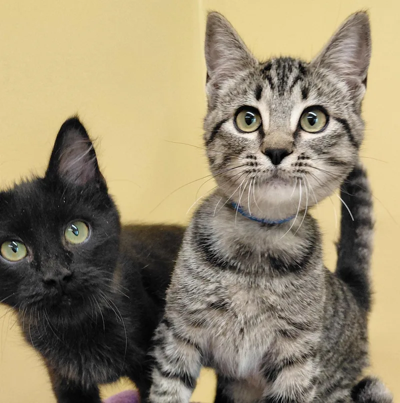 A baby small-sized female Tabby (Brown / Chocolate) Domestic Short Hair cat named Chai for adoption in Eugene, OR