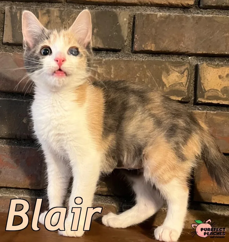 Blair thumbnail 2