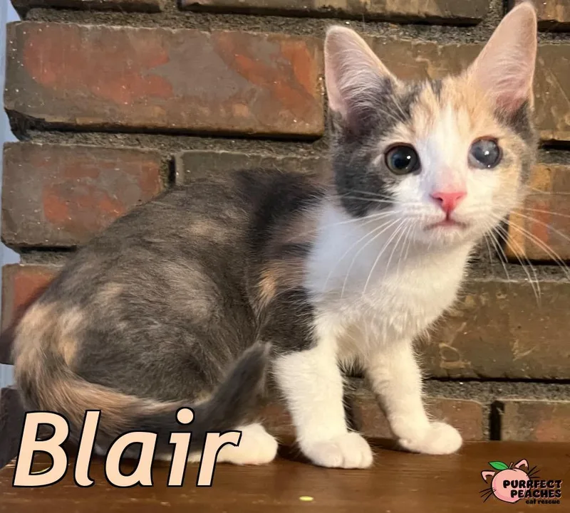 Blair thumbnail 3