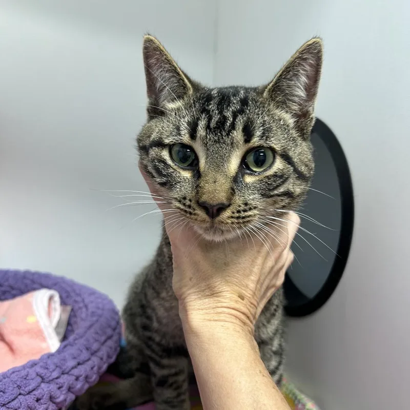 A young medium-sized male Brown / Chocolate Domestic Short Hair cat named Fenlow for adoption in Port Richey, FL