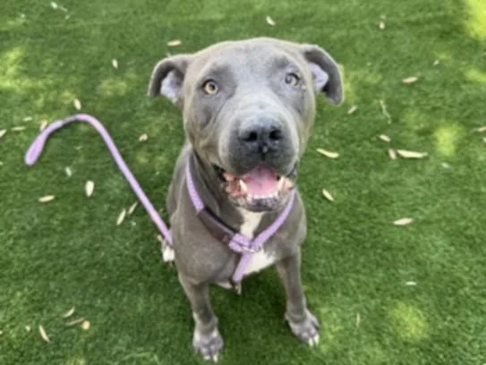 An adult medium-sized female Pit Bull Terrier dog named Luna for adoption in Chatsworth, CA