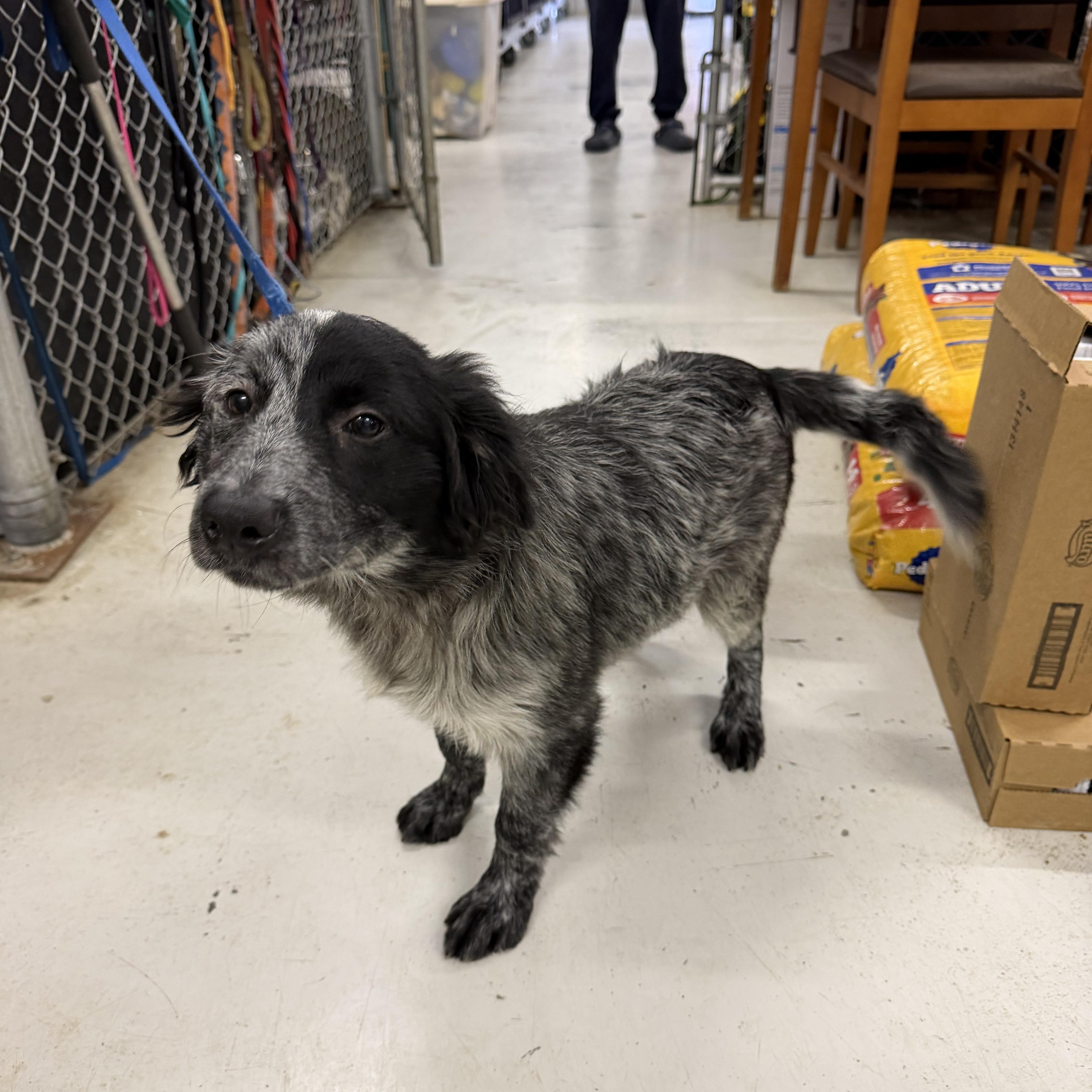 A young medium-sized male Australian Shepherd dog named Ozzy for adoption in Muldrow, OK