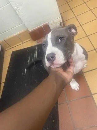 A baby medium-sized female American Bulldog dog named Bella for adoption in Gainesville, FL