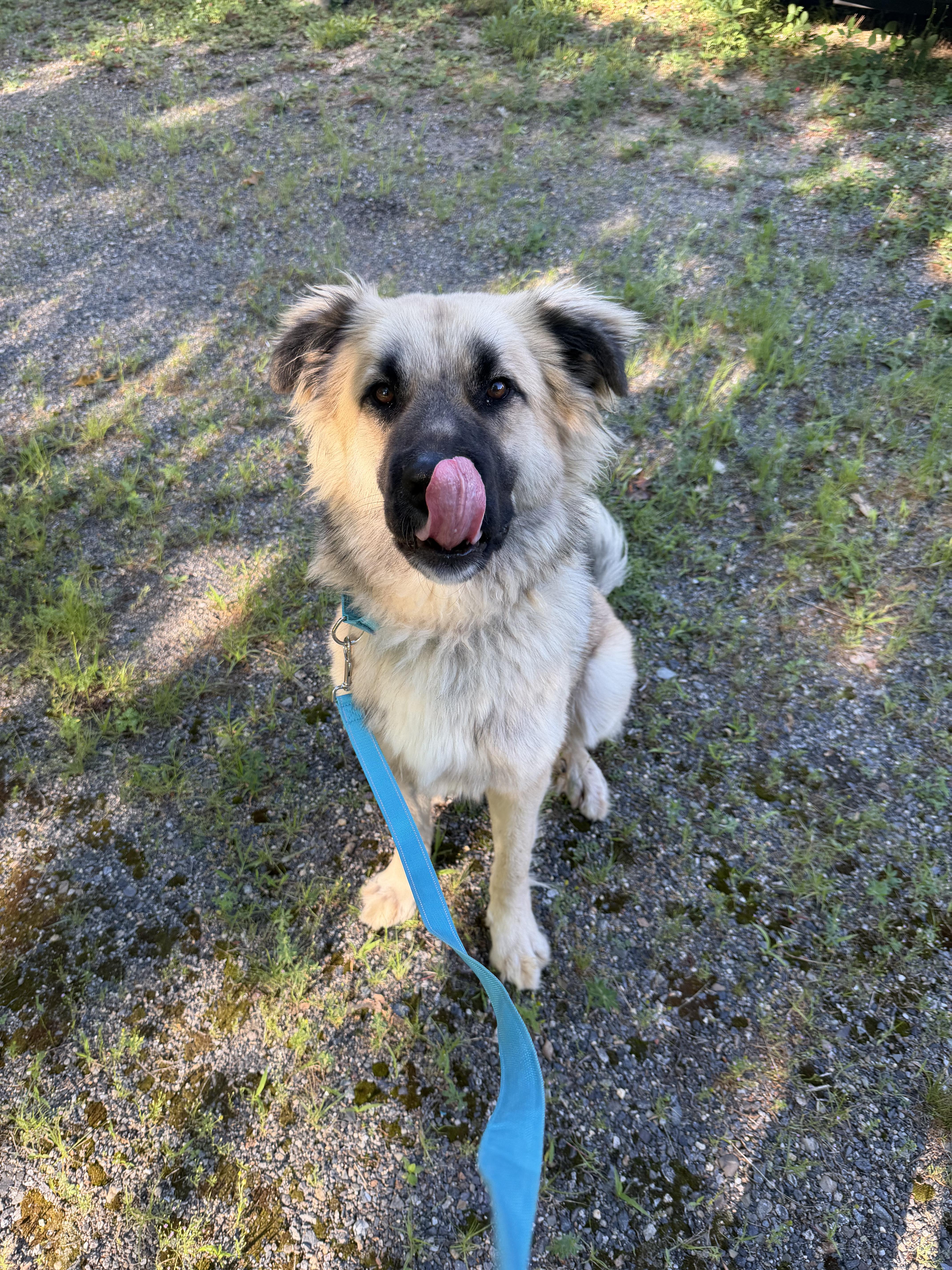 A young large-sized male Yellow / Tan / Blond / Fawn Anatolian Shepherd dog named Sugar Bear for adoption in Kennebunk , ME