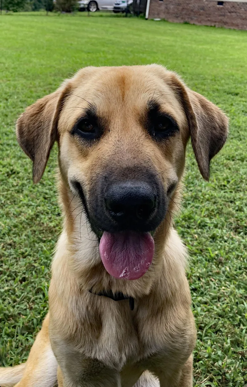 A baby medium-sized female Yellow / Tan / Blond / Fawn Shepherd dog named Shasha for adoption in Marion, NC