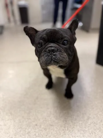 An adult small-sized male French Bulldog dog named A for adoption in Riverside, CA
