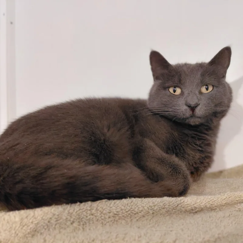 An adult medium-sized female Gray / Blue / Silver Domestic Short Hair cat named Halo for adoption in Littleton, NH