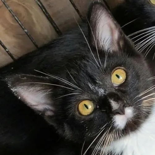 A baby small-sized female Black Domestic Short Hair cat named Rhapsody for adoption in Carmel, IN