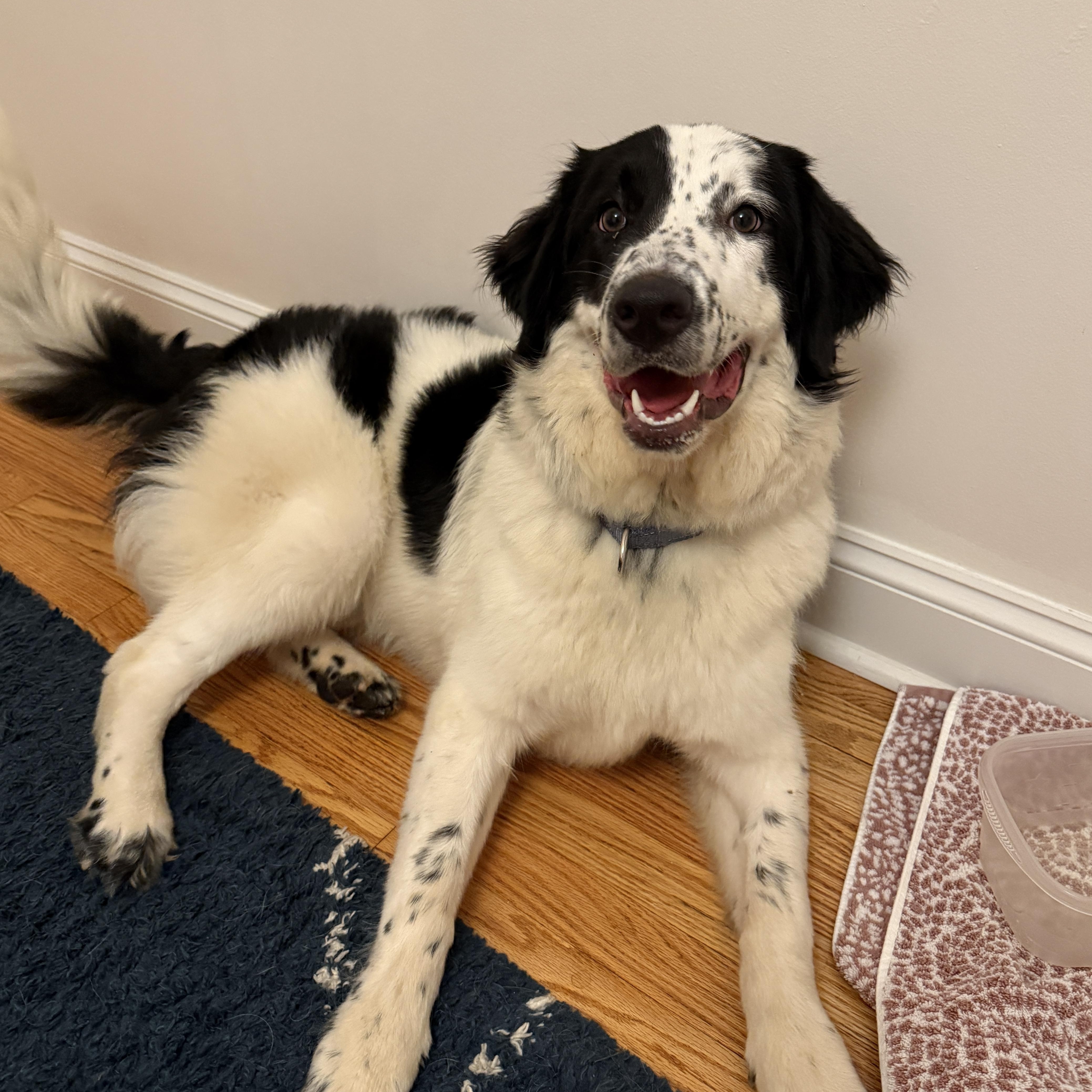A young large-sized female White / Cream Border Collie dog named Maggie for adoption in Evanston, IL