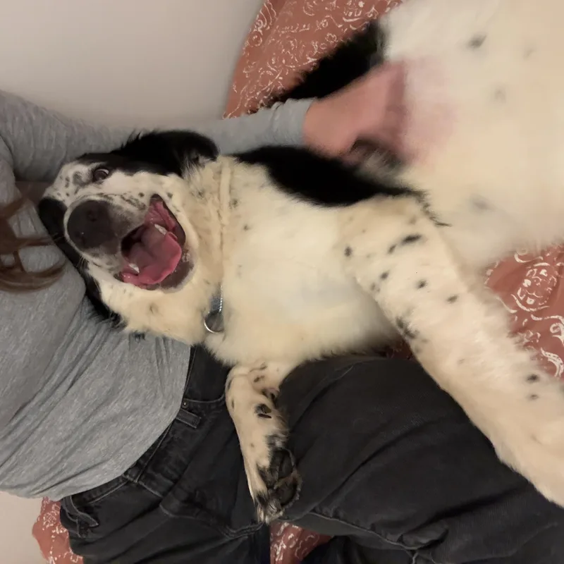 Maggie thumbnail 4