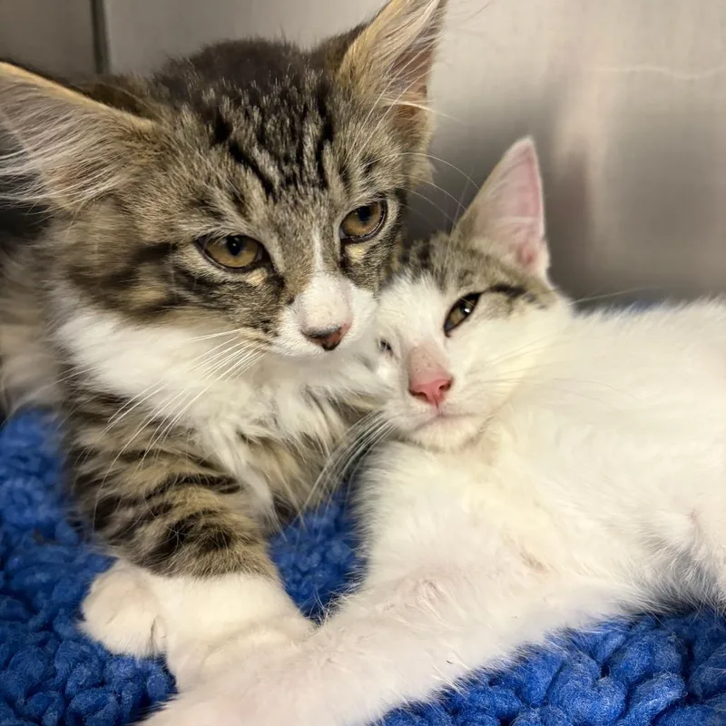 A baby small-sized male Brown / Chocolate Domestic Long Hair cat named 26-230 for adoption in North Branford, CT