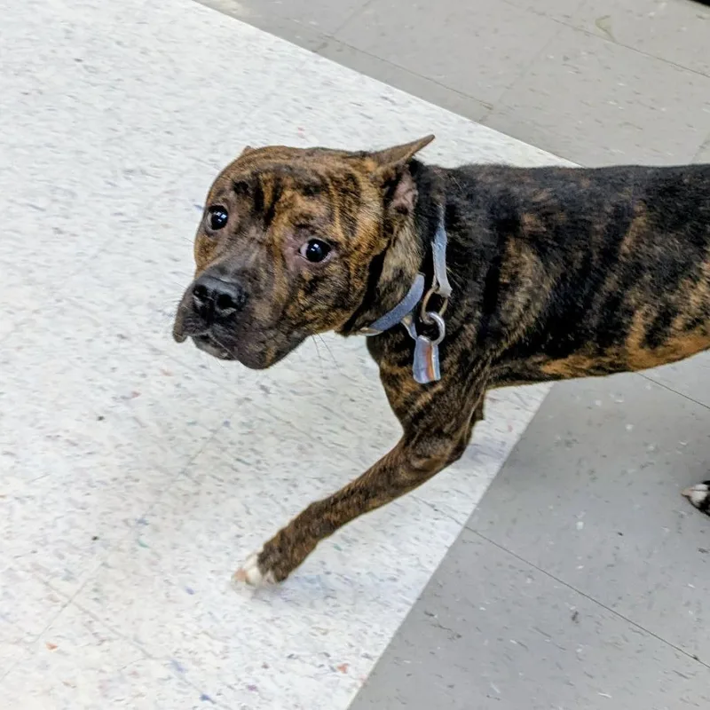 An adult medium-sized female Brindle English Bulldog dog named Sweet Pea for adoption in Marysville, OH