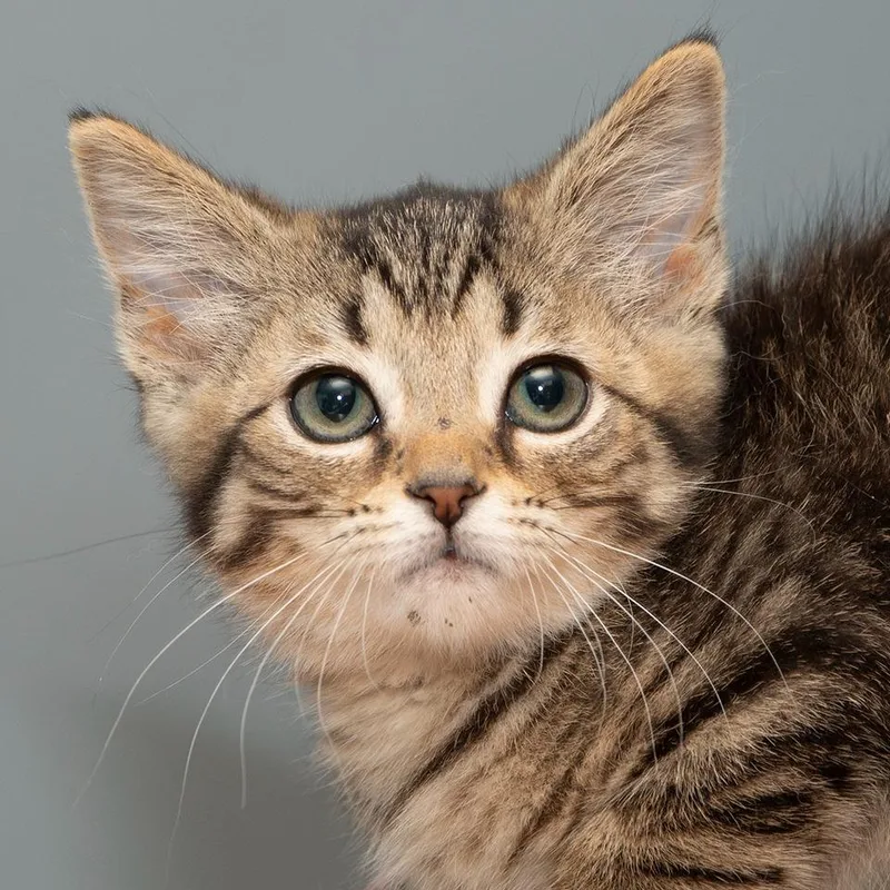 A baby small-sized female Domestic Short Hair cat named Kaida for adoption in Troy, OH