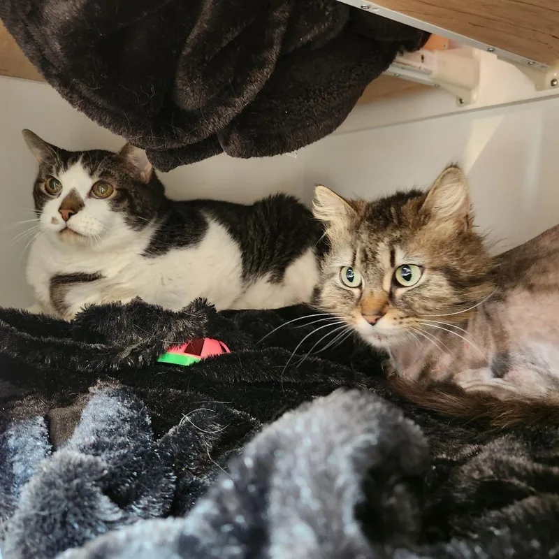 An adult medium-sized female Brown / Chocolate Domestic Long Hair cat named Meeko for adoption in Delaware, OH