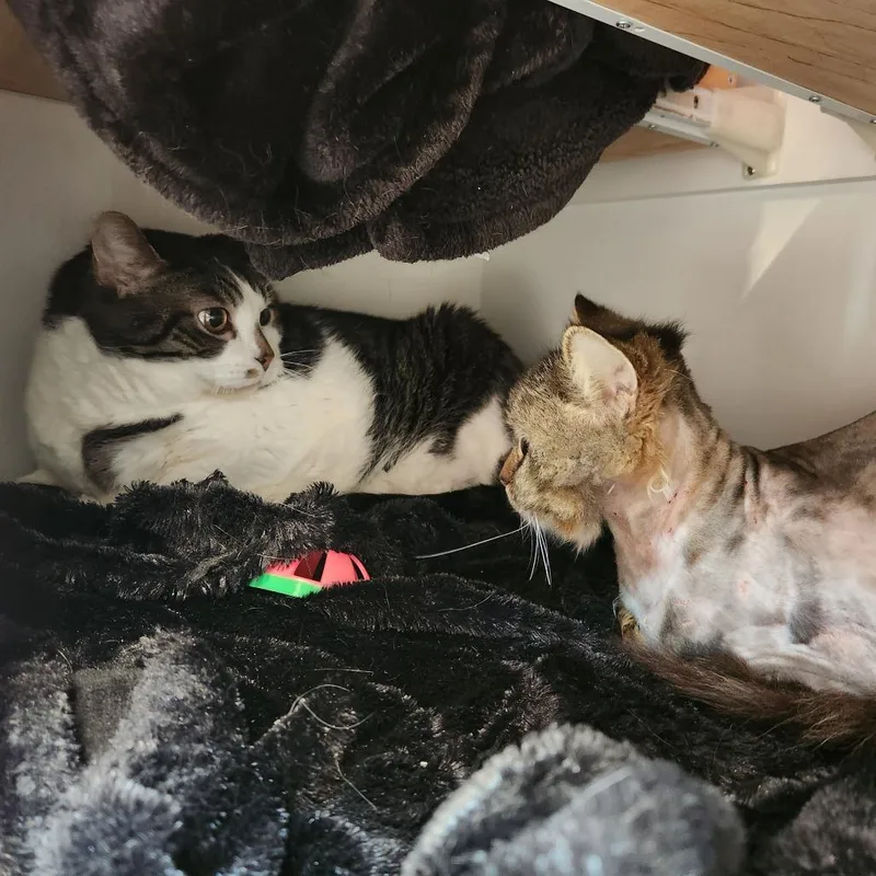 Meeko thumbnail 2