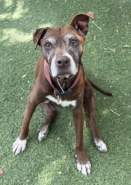 A senior large-sized female Pit Bull Terrier dog named Baylee for adoption in Lancaster, CA