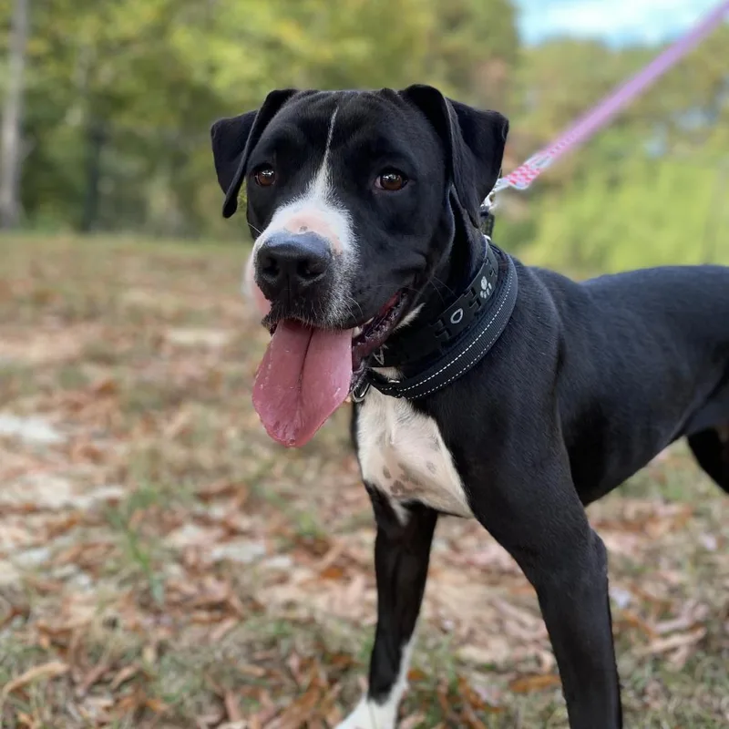 An adult medium-sized female Mixed Breed dog named Minnie for adoption in Peachtree City, GA