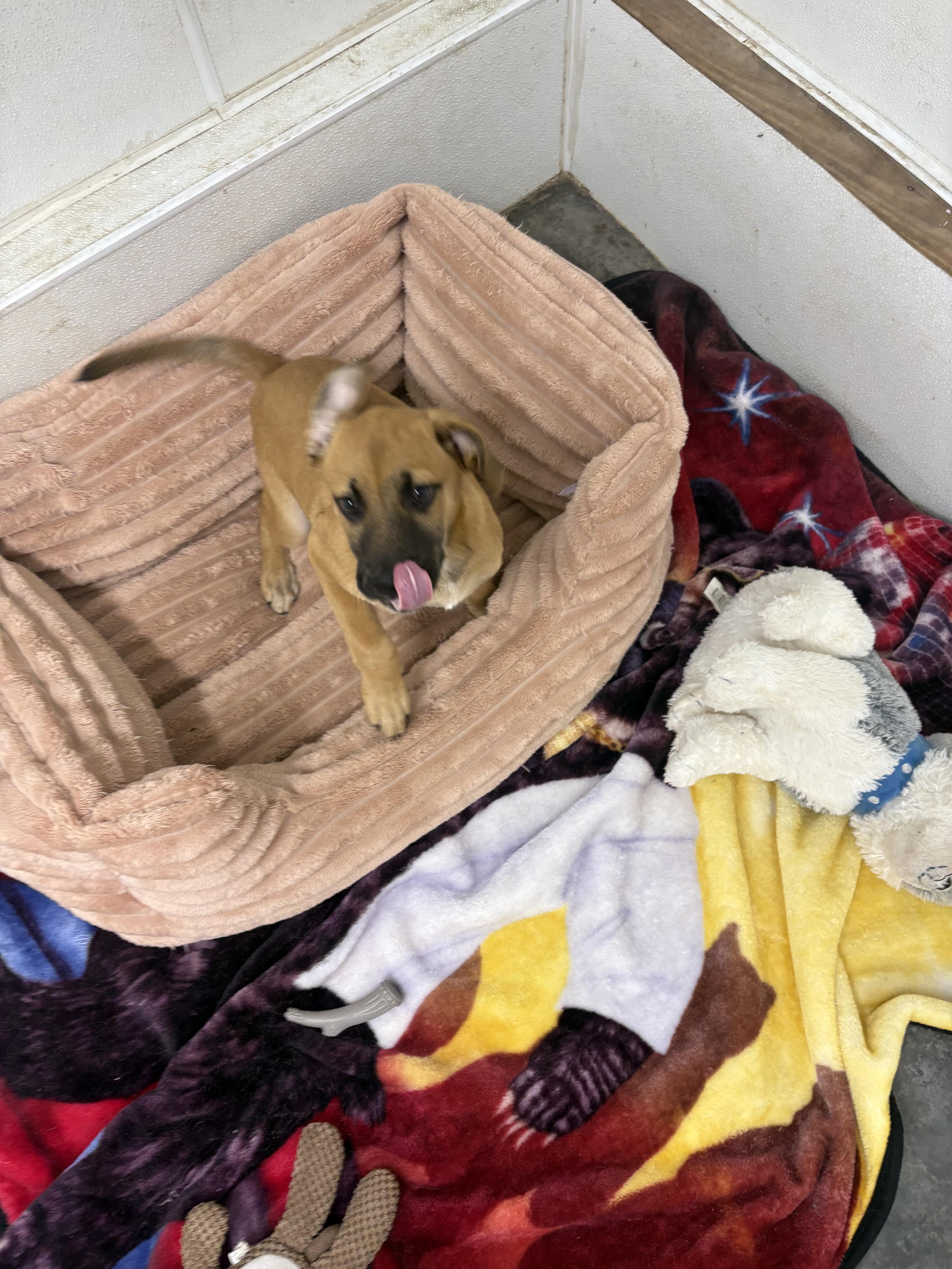 A baby medium-sized female Hound dog named Ruby for adoption in Rogersville, TN