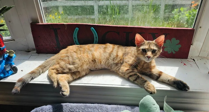 An adult medium-sized female Buff / Tan / Fawn Domestic Short Hair cat named Blondie for adoption
