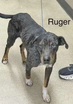 A young medium-sized male Black Catahoula Leopard Dog dog named Ruger for adoption in Sudbury, MA