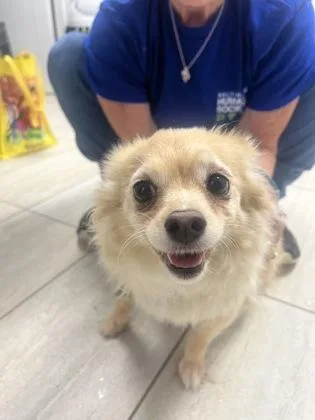 An adult small-sized female Australian Shepherd dog named Kody for adoption in Reisterstown, MD
