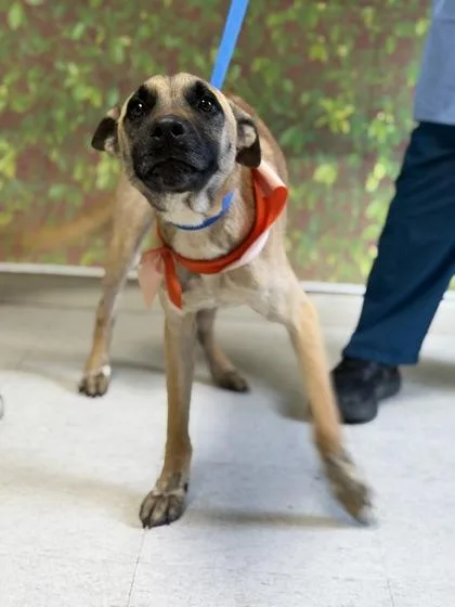 An adult medium-sized male Shepherd dog named Nico for adoption in San Antonio, TX