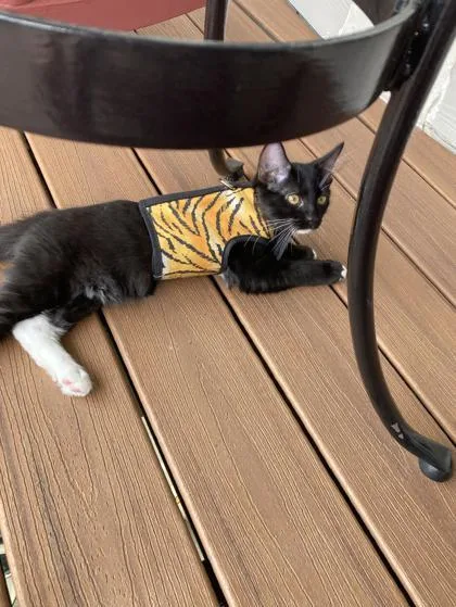A baby small-sized male Domestic Short Hair cat named Dragonfly for adoption in Lawrenceville, GA