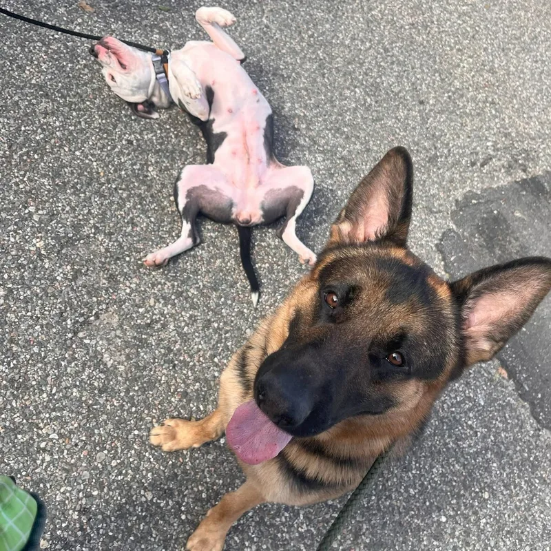 A young large-sized male German Shepherd Dog dog named Charlie for adoption in Brookhaven, NY