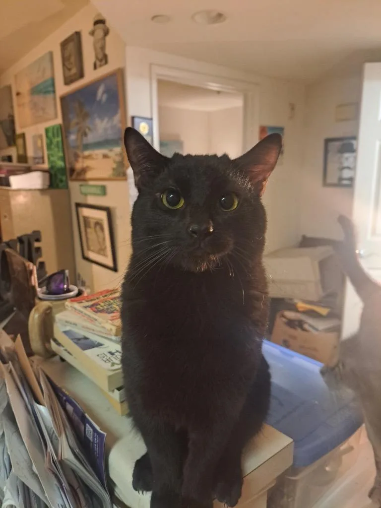 A young medium-sized male Black Domestic Short Hair cat named Blick for adoption in Mira Loma, CA