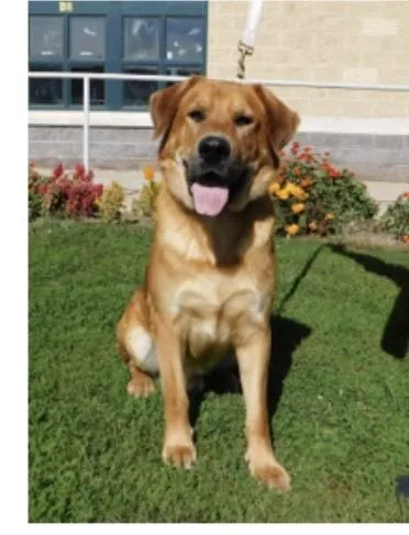 A young extra large-sized male Red / Chestnut / Orange Labrador Retriever dog named Thor for adoption in Pottsville, PA