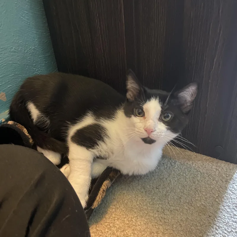 A baby small-sized male Black & White / Tuxedo Domestic Short Hair cat named Mini for adoption in Carnegie, PA