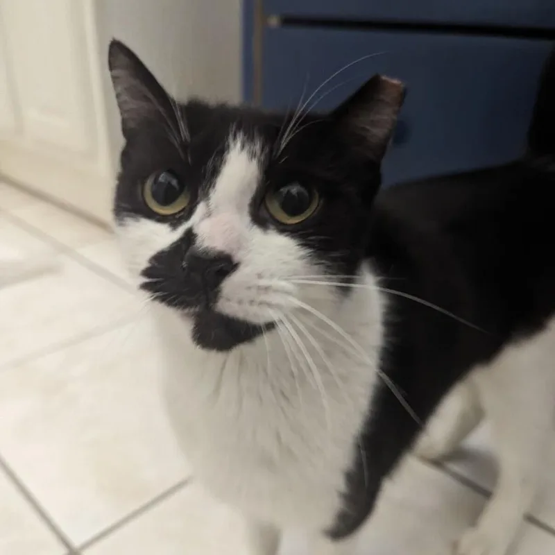 An adult small-sized female Black Domestic Short Hair cat named Amendola for adoption in Brooklyn, NY