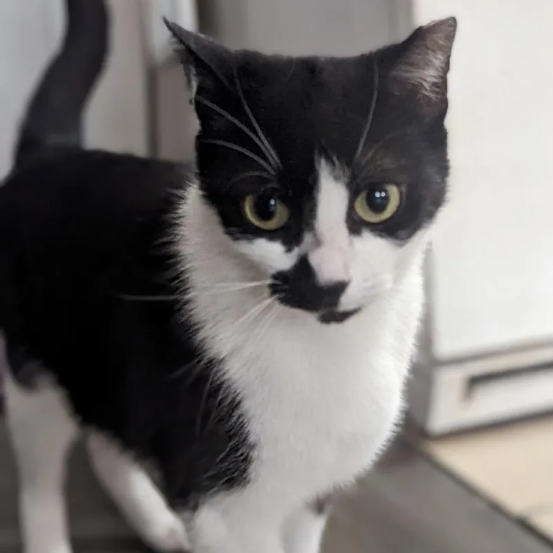 Amendola thumbnail 2