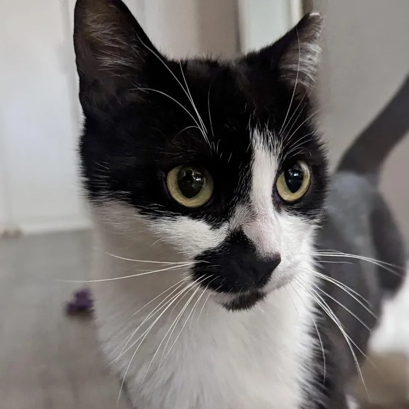 Amendola thumbnail 3